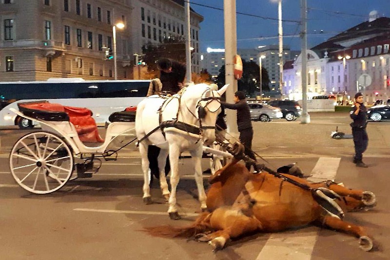 Gestürztes Fiakerpferd in Wiener Innenstadt