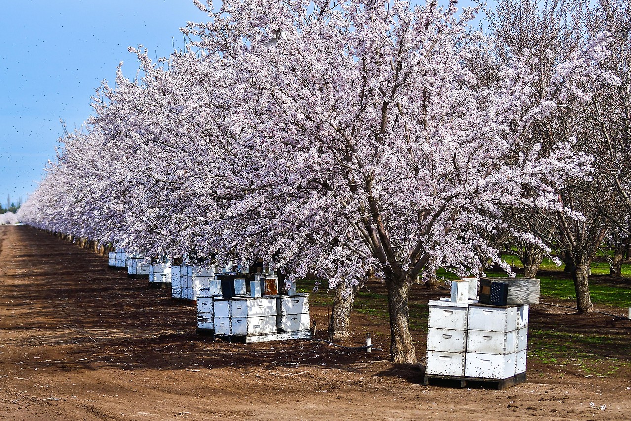 Bienenstöcke unter blühenden Mandelbäumen in Nordkalifornien