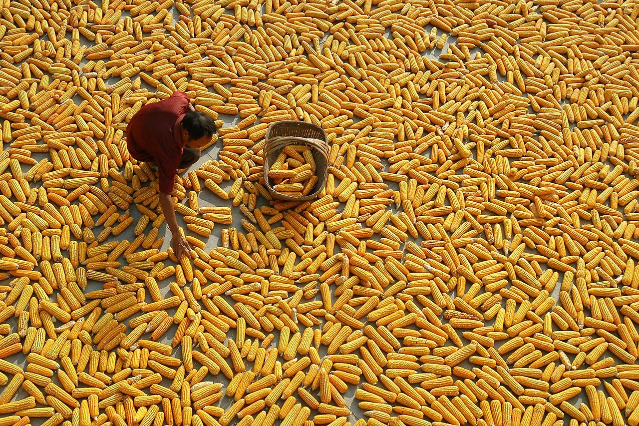 Chinesischer Bauer zwischen Hunderten Maiskolben