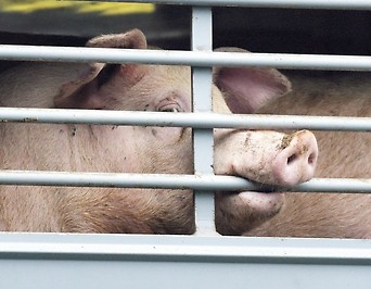 Tiertransport mit Schweinen