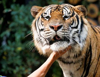 Tiger wird gestreichelt