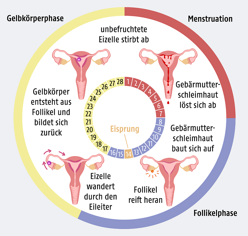 The graphic shows a representation of the female cycle.