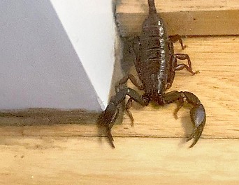 Ein Skorpion in einer Linzer Wohnung.