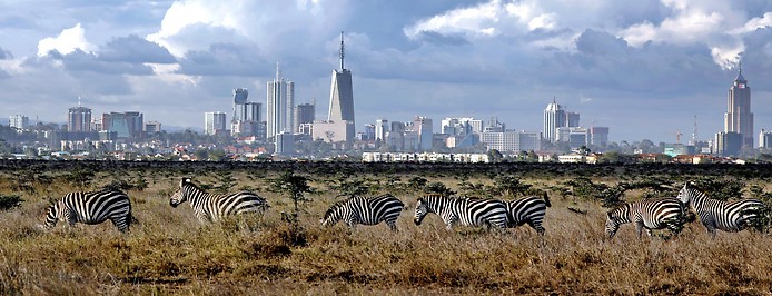 Zebras vor der Skyline in Nairobi