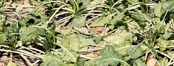Welke Zuckerrüben-Blätter am Feld