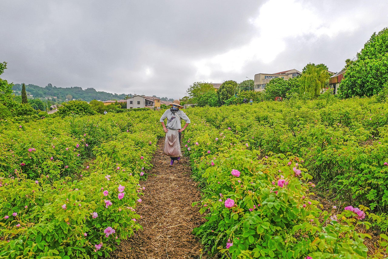Una raccoglitrice in un campo di rose a Grasse (Francia meridionale)