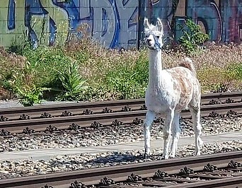 Lama auf den Gleisen in Wien