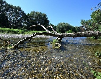 Der Flusslauf der Traisen aufgenommen am Montag, 21. August 2023, bei Traismauer.