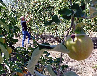 Ein Bauer arbeitet in einem Apfelbaumhain