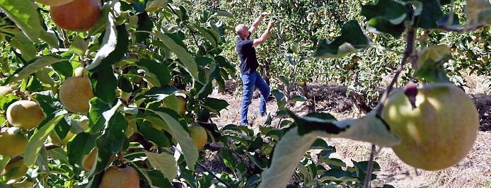 Ein Bauer arbeitet in einem Apfelbaumhain