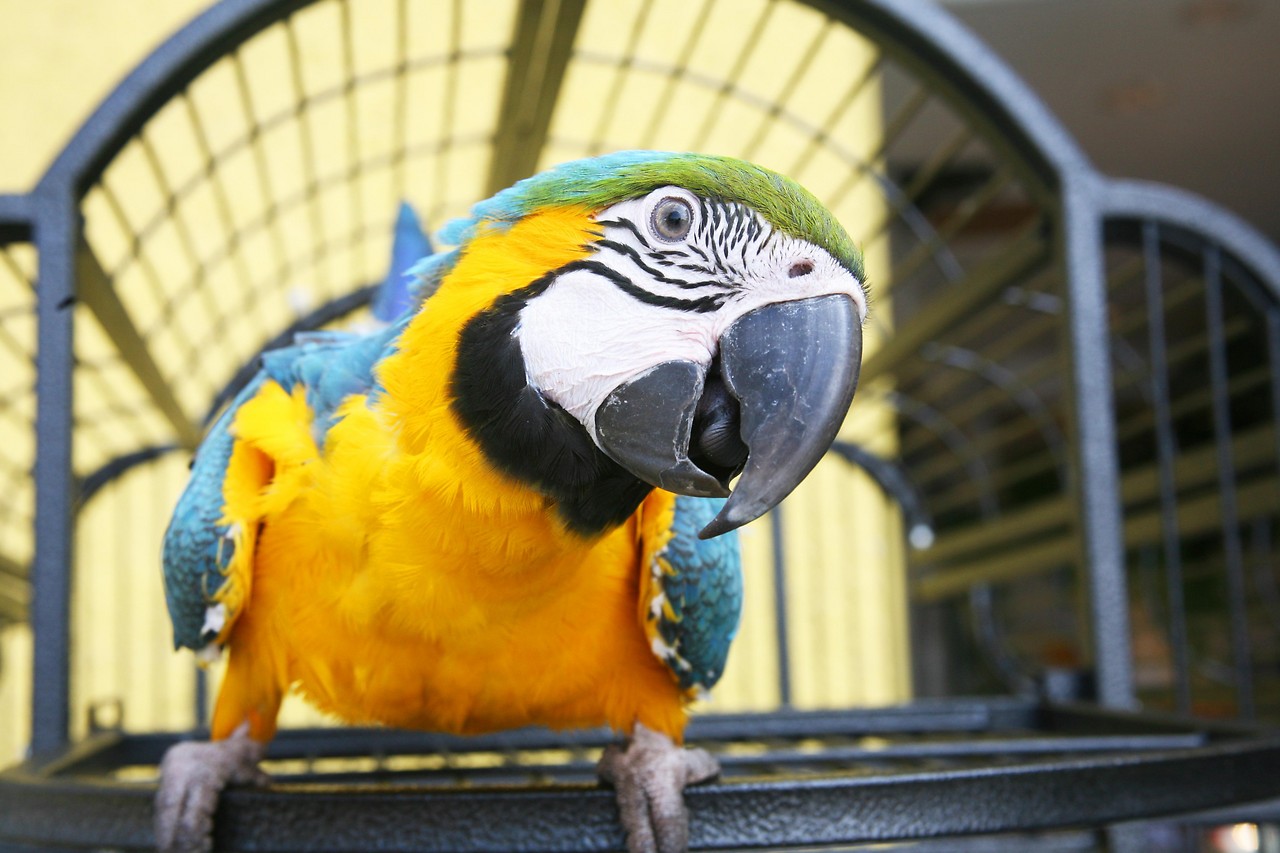 Parrot in front of a cage