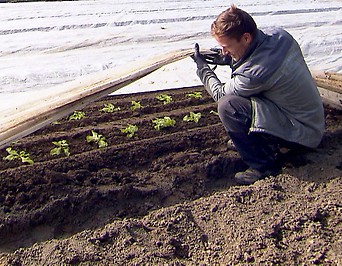 Arbeiter Gemüsebauern anpflanzen