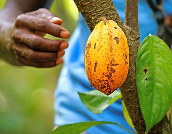 Eine Hand greift nach einer Kakaoschote