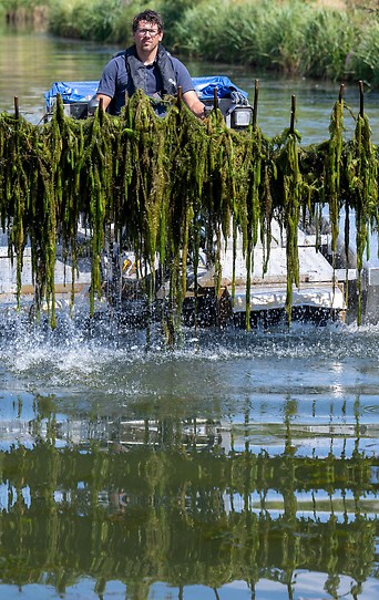 Mann holt mit Mähboot Wasserpflanzen aus Fluss