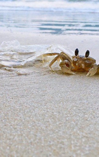 Krabbe an Strand neben Plastikmüll