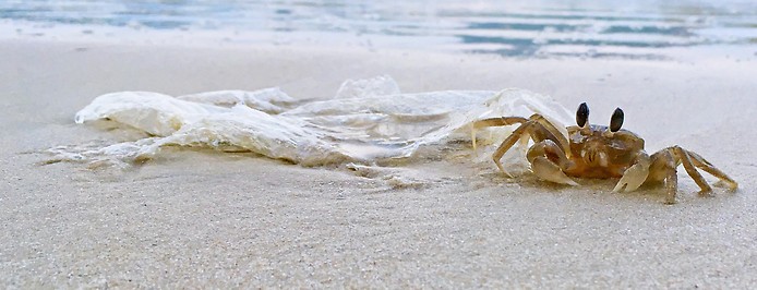 Krabbe an Strand neben Plastikmüll